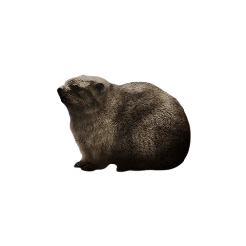 Rock Hyrax